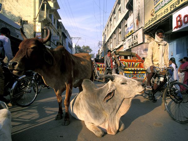 cow-on-street.[1]